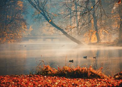 Autumn landscape in park