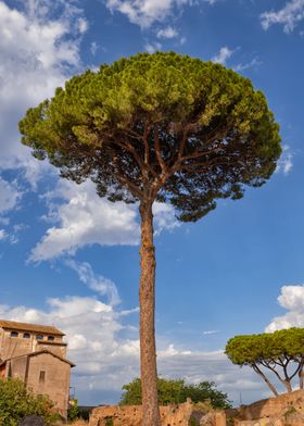 Majestic Stone Pine Tree