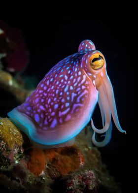 Elegant squid