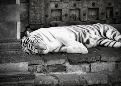 SLEEPING TIGER