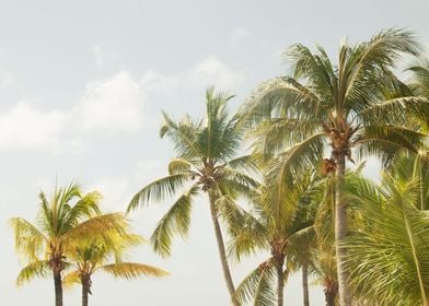 Caribbean Palm Trees 3