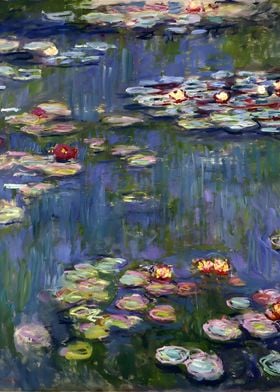 Water Lilies