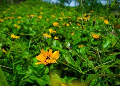 yellow summer flower