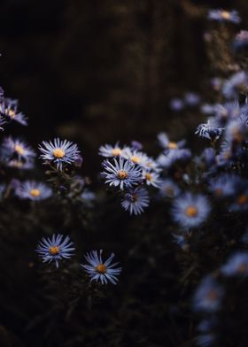 Moody Aster 1