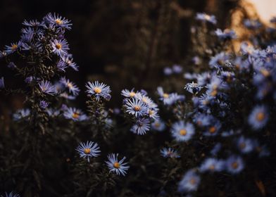 Moody Aster 4