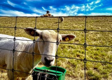 Sheep on the dike