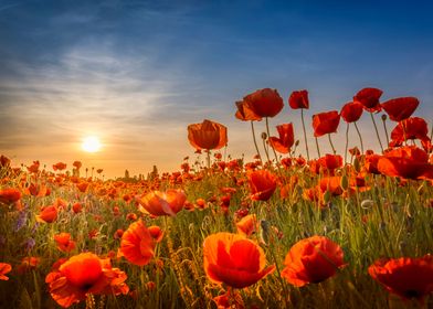 Poppies in the sunset