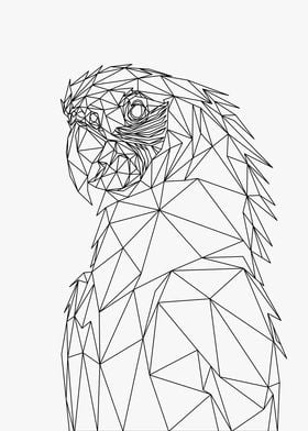 Macaw Lowpoly Wireframe