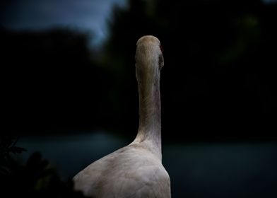 Swan from the Back