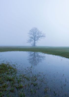 The lonely tree