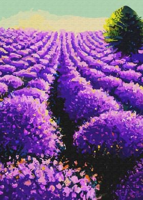 Lavender Bushes