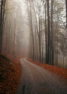 Misty autumn road