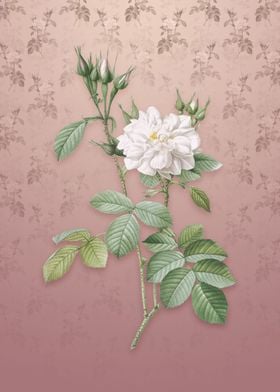 Vintage Autumn Damask Rose