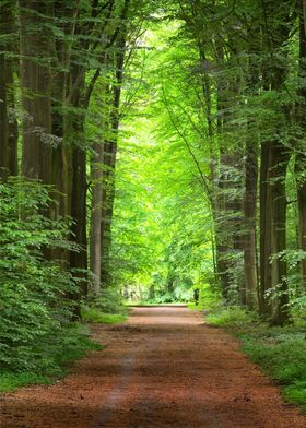 Green Forest