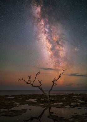 Driftwood Lone Tree