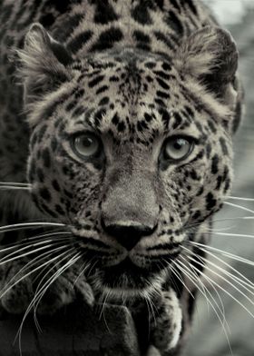 Hunting Leopard