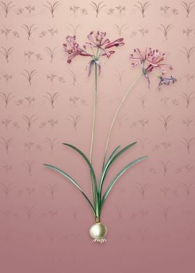 Nerine on Dusty Pink