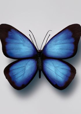 Blue Butterfly