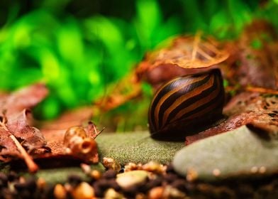 Zebraracing snail aquarium