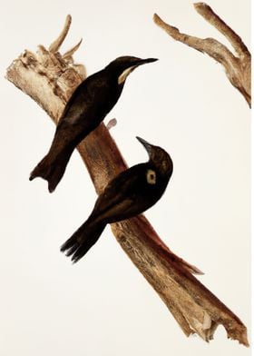 Birds on a Branch