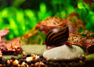 Zebraracing snail aquarium