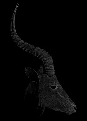 028 Antelope