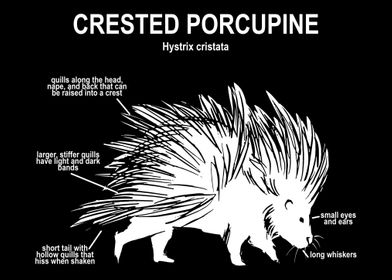 Porcupine