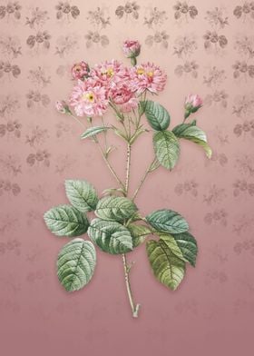 Vintage Pink Rosebush