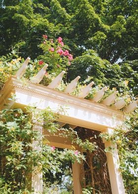 Flower Arch 35mm Film