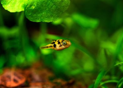 Blowfish Dwarf puffer fish