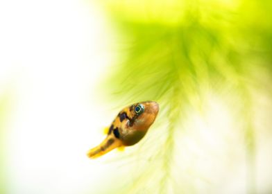 Blowfish Dwarf puffer fish