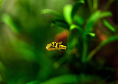 Blowfish Dwarf puffer fish