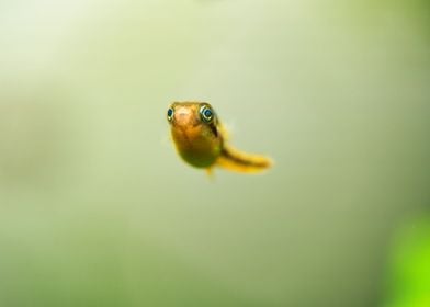 Blowfish Dwarf puffer fish