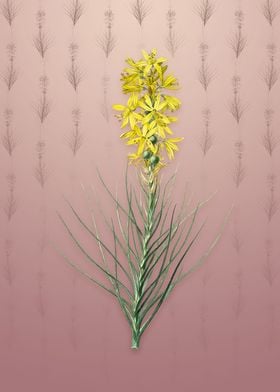 Vintage Yellow Asphodel