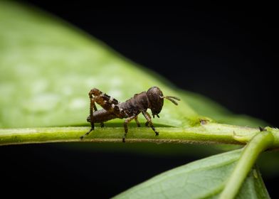 Tiny Grasshopper