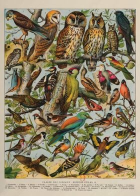 bird species Vintage 