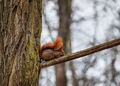Red Squirrel On Tree