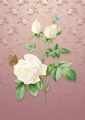 Vintage White Bengal Rose