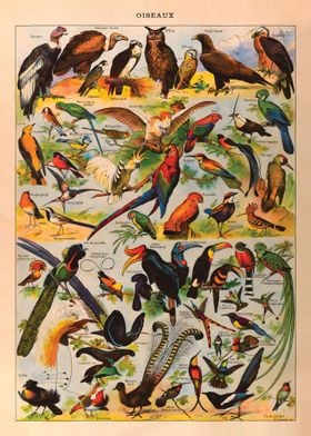bird species Vintage 