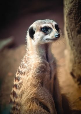 Friendly meerkat