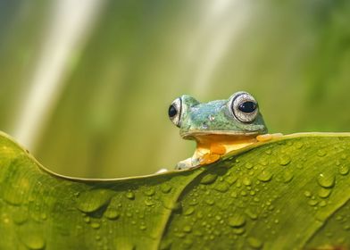 Peeping Frog