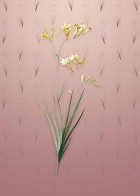 Freesia on Dusty Pink