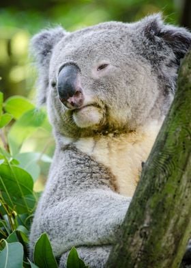 Koala in nature