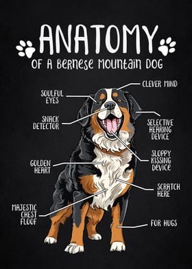 Anatomy of mountain dog