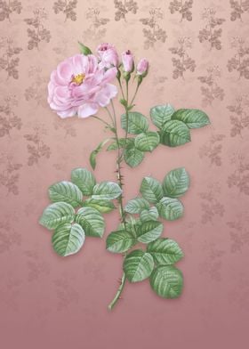 Vintage Damask Rose