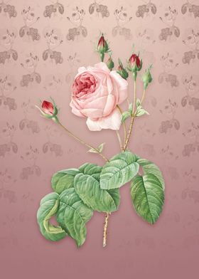 Vintage Cabbage Rose