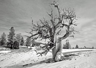 Bristlecone pine