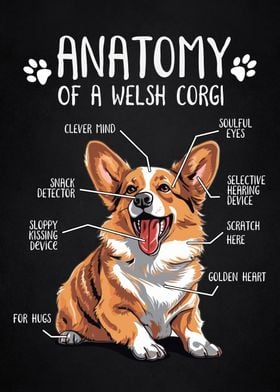 Anatomy of welsh corgi