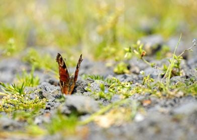 Aglaisio peacock butterfly