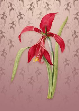 Amaryllis on Dusty Pink